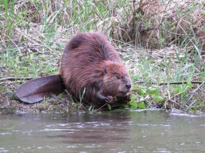 Trimmed beaver needs a tool